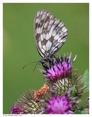 Schachbrett auf Distel