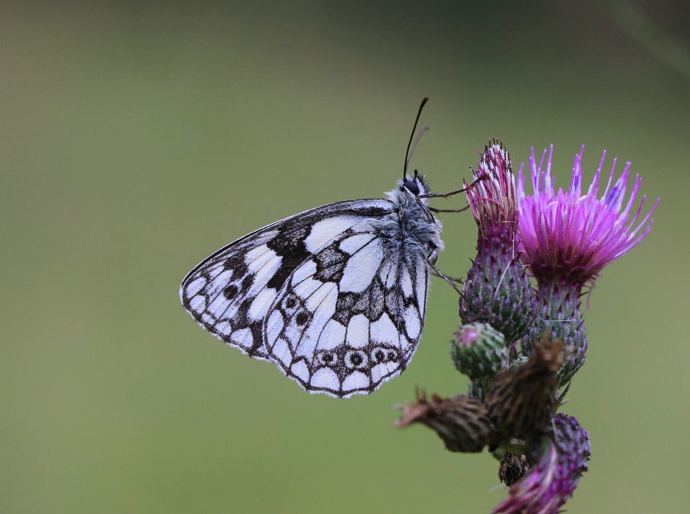 Schachbrett auf Distel