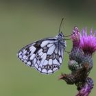 Schachbrett auf Distel