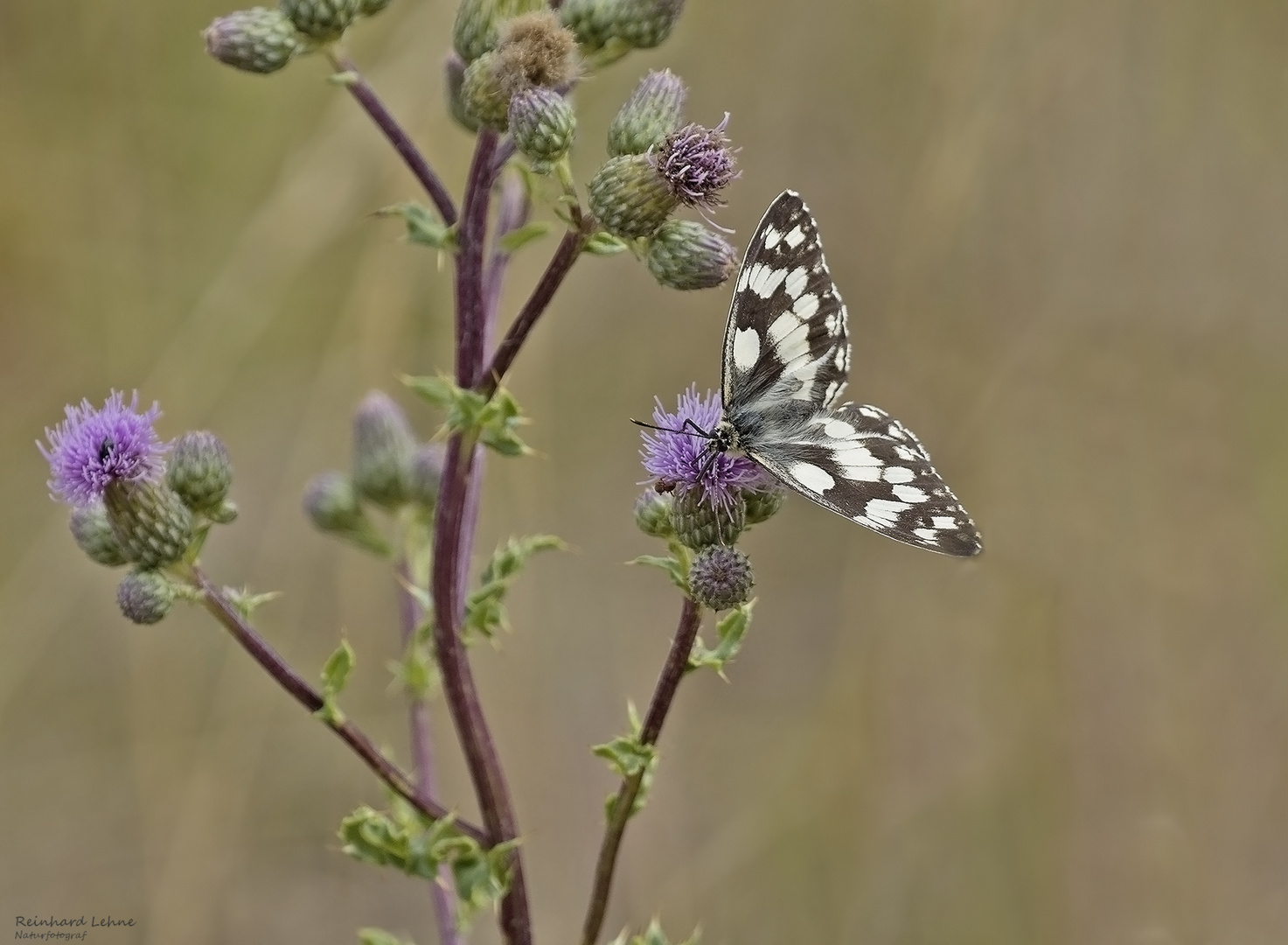  Schachbrett auf Distelblüte