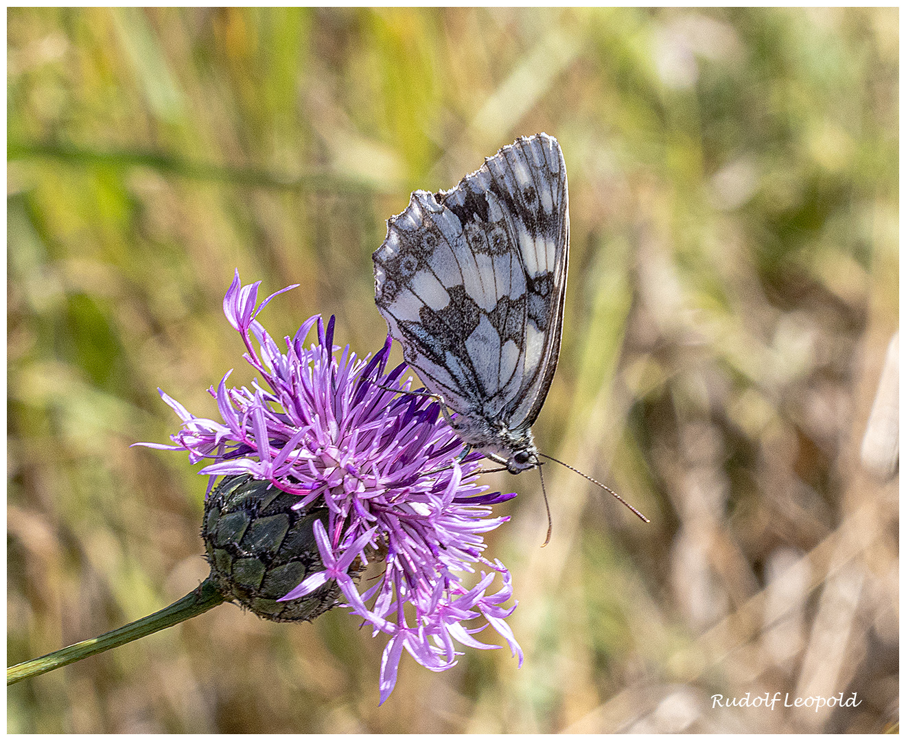 Schachbrett auf einer Flockenblume