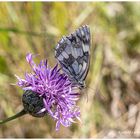 Schachbrett auf einer Flockenblume