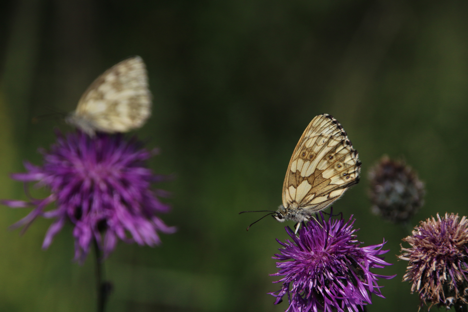 Schachbrett auf Flockenblume