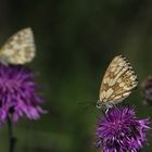 Schachbrett auf Flockenblume