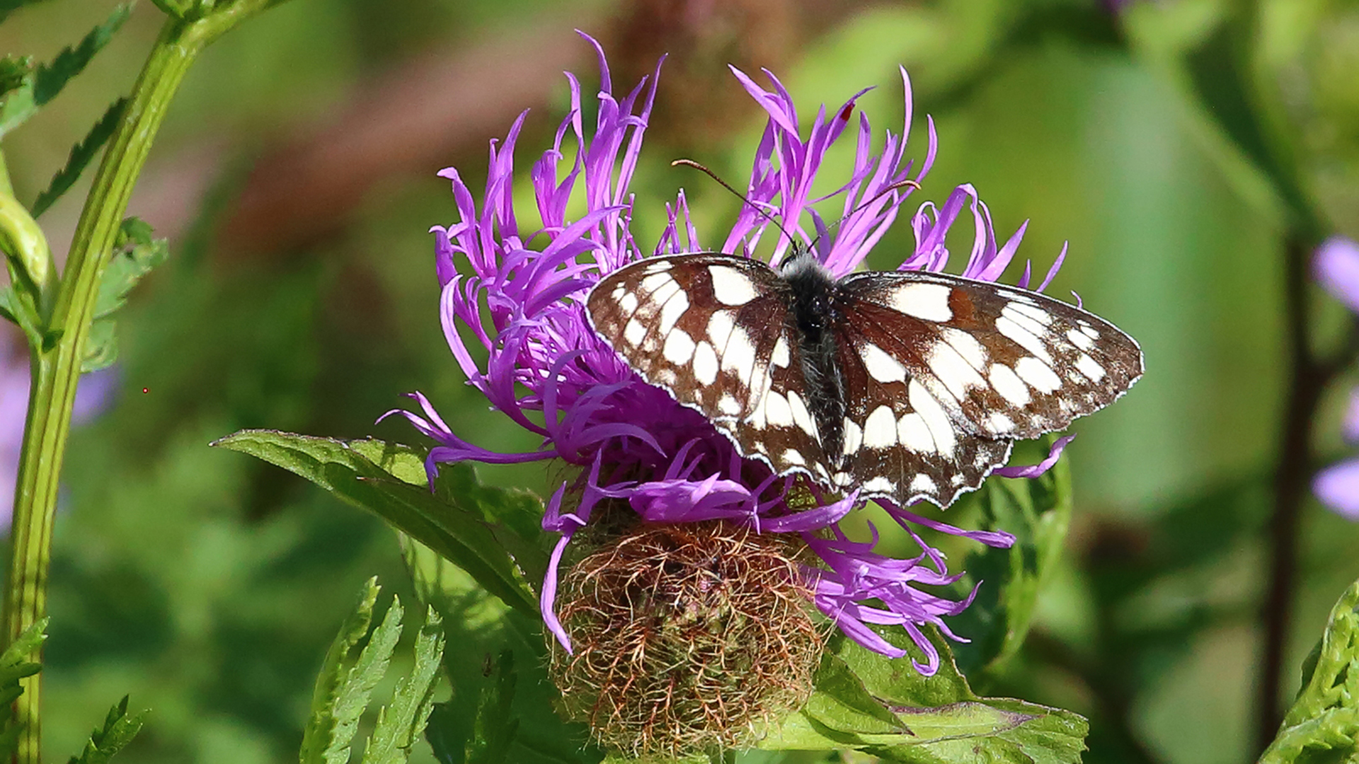 Schachbrett auf Flockenblume am 17.07. 2022 im oberen Osterzgebirge 9.01 Uhr