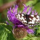 Schachbrett auf Flockenblume am 17.07. 2022 im oberen Osterzgebirge 9.01 Uhr