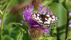 Schachbrett auf Flockenblume am 17.07. 2022 im oberen Osterzgebirge 9.01 Uhr