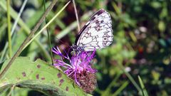 Schachbrett auf Flockenblume im Osterzgebirge an der Grenze...