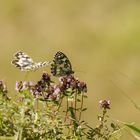 Schachbrett auf Thymianblüten