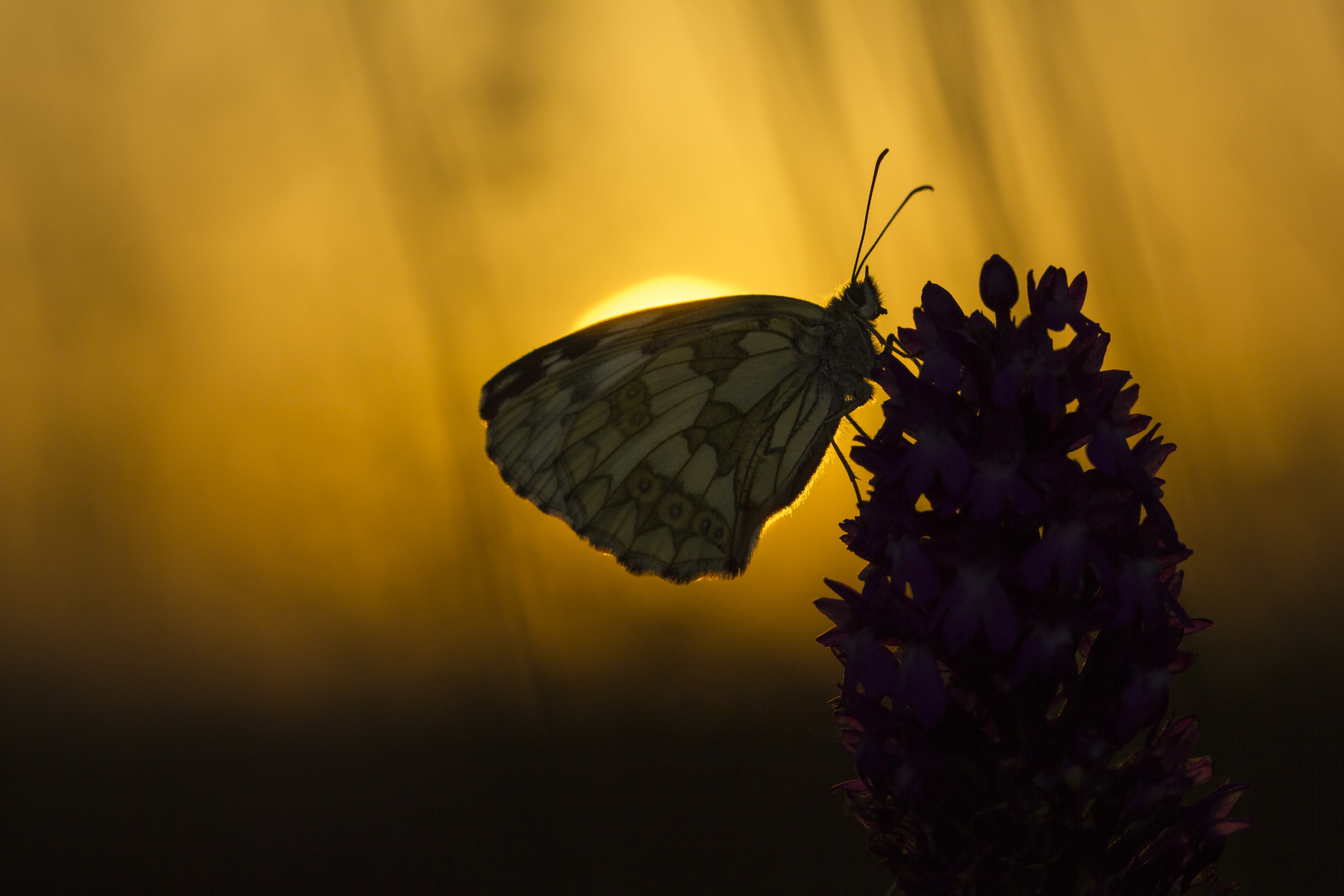 Schachbrett bei Sonnenuntergang