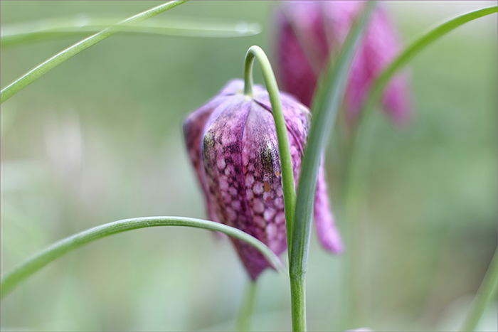 schachbrett-blume