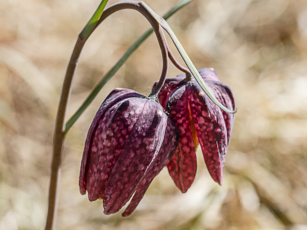 Schachbrett-Blume_Heinz Schaub