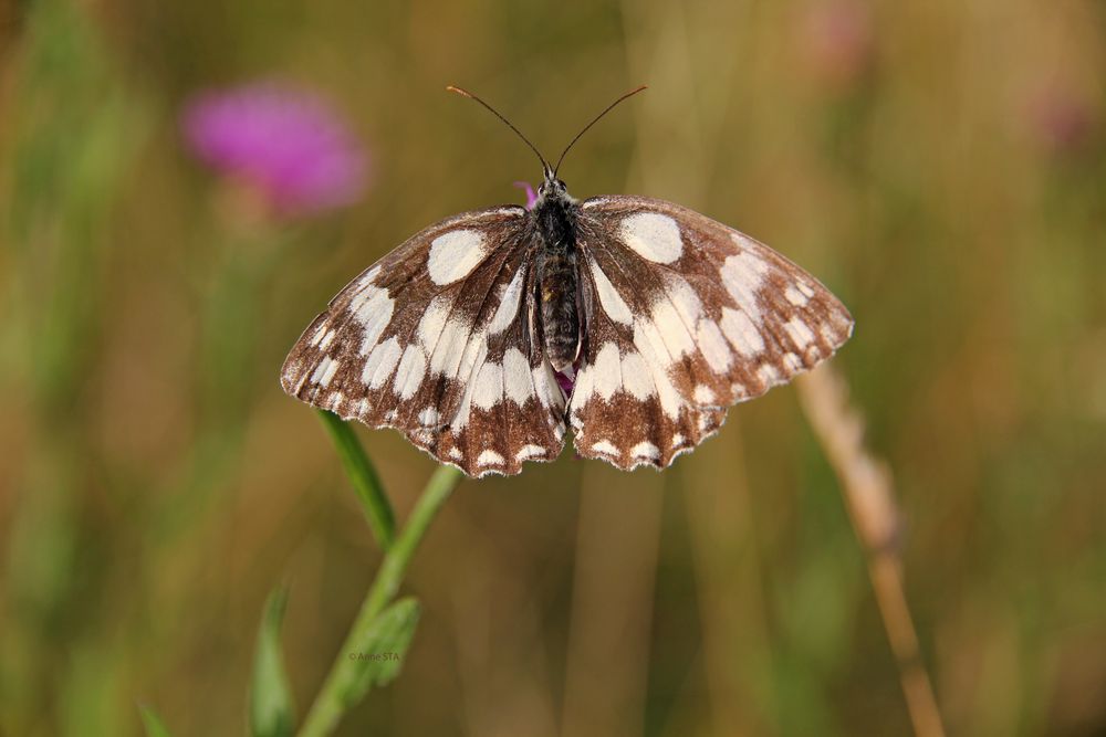 Schachbrett "butterfly"