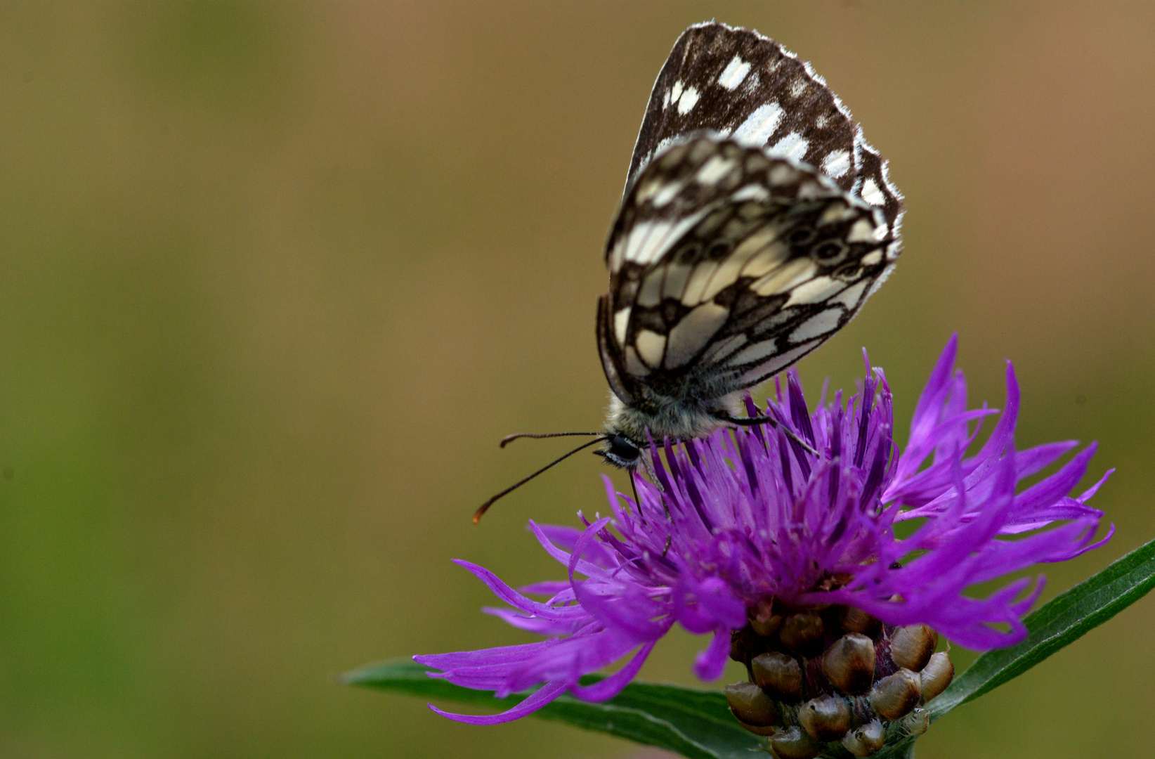 schachbrett-foto-bild-tiere-wildlife-schmetterlinge-bilder-auf