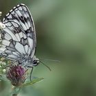 Schachbrett / Damenbrett / Marbled white