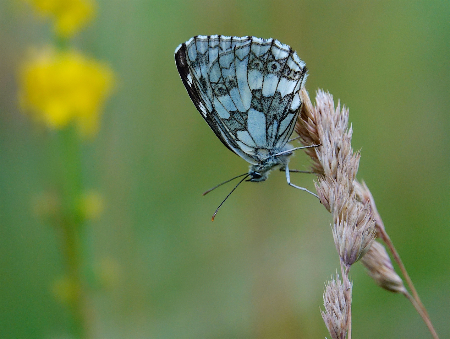 Schachbrett, ein Schmetterling ;-)