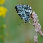 Schachbrett, ein Schmetterling ;-)