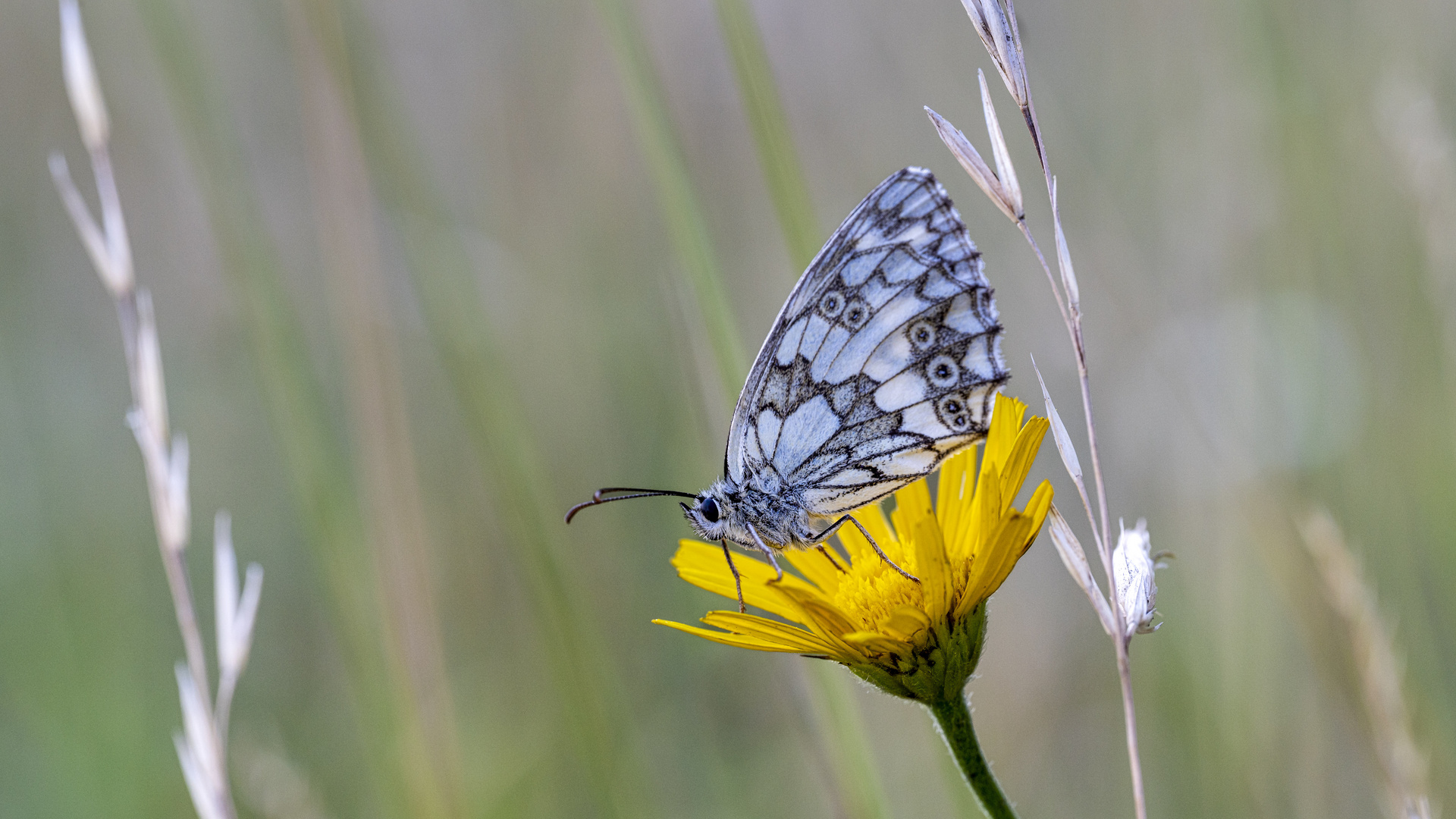 Schachbrett Falter (Melanargia galathea)