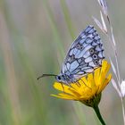 Schachbrett Falter (Melanargia galathea)