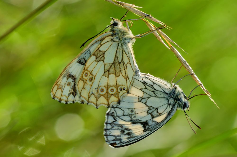 Schachbrett-Falter (Melanargia galathea)