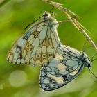 Schachbrett-Falter (Melanargia galathea)