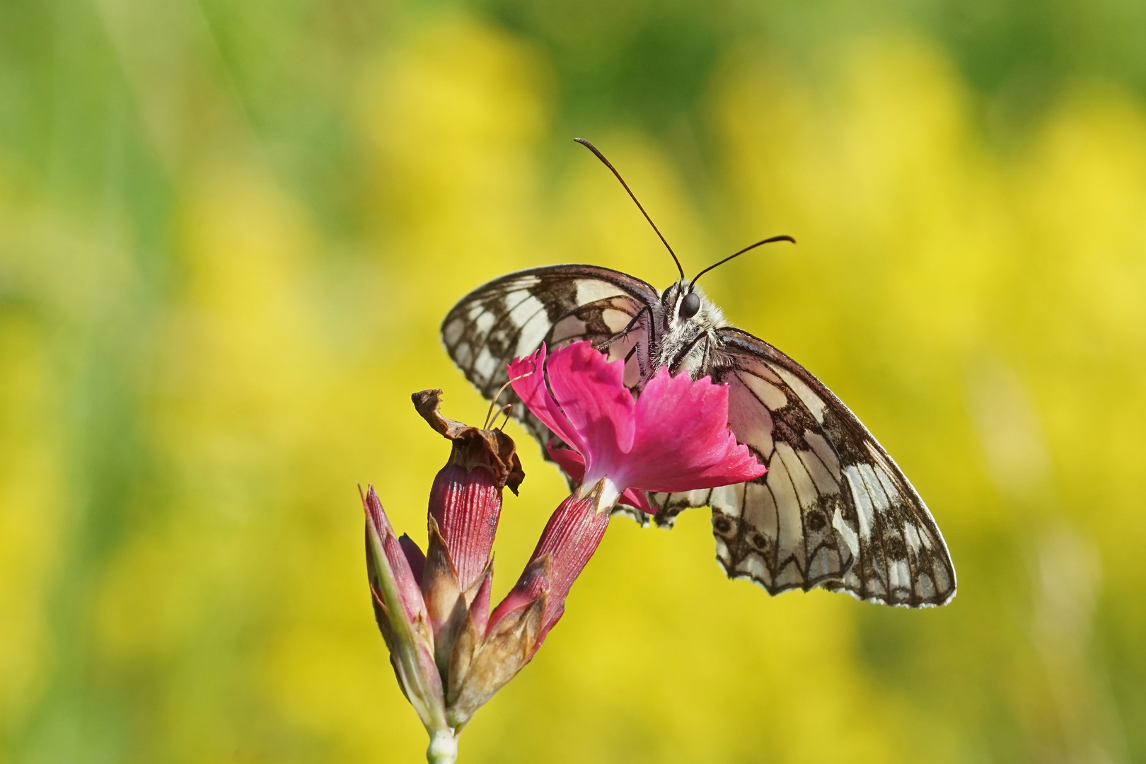 Schachbrett-Falter (Melanargia galathea)