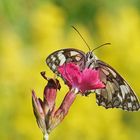 Schachbrett-Falter (Melanargia galathea)