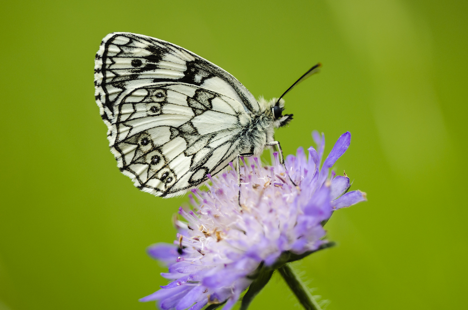 Schachbrett-Falter (Melanargia galathea)