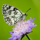 Schachbrett-Falter (Melanargia galathea)