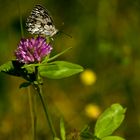 Schachbrett Falter (Melanargia galathea)