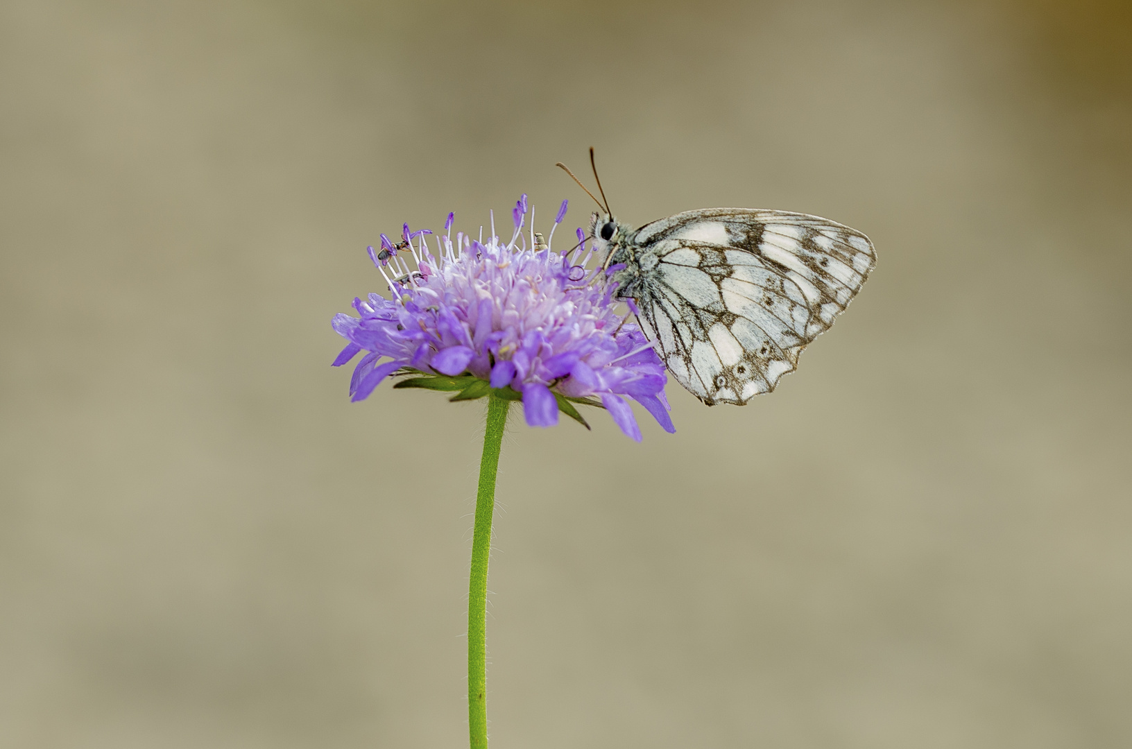 Schachbrett-Falter (Melanargia galathea)