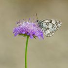 Schachbrett-Falter (Melanargia galathea)