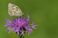 Schachbrett – Falter – Rüsselrollen