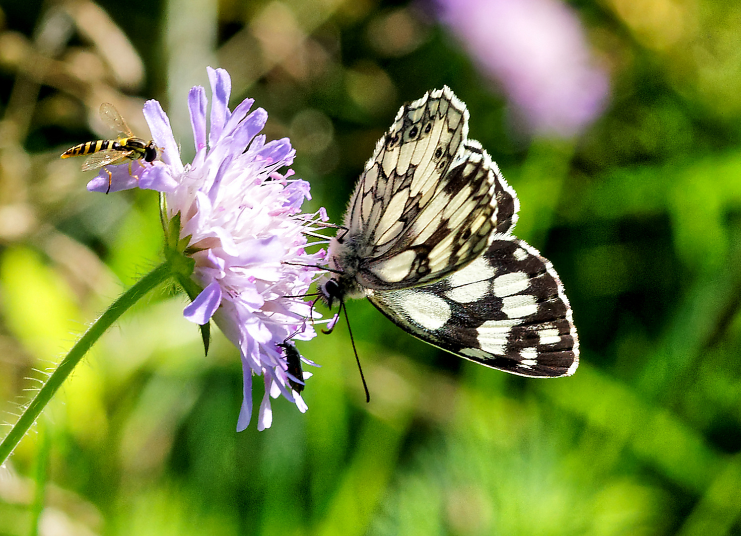 Schachbrett-Falter und Schwebfliege