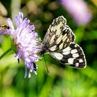 Schachbrett-Falter und Schwebfliege