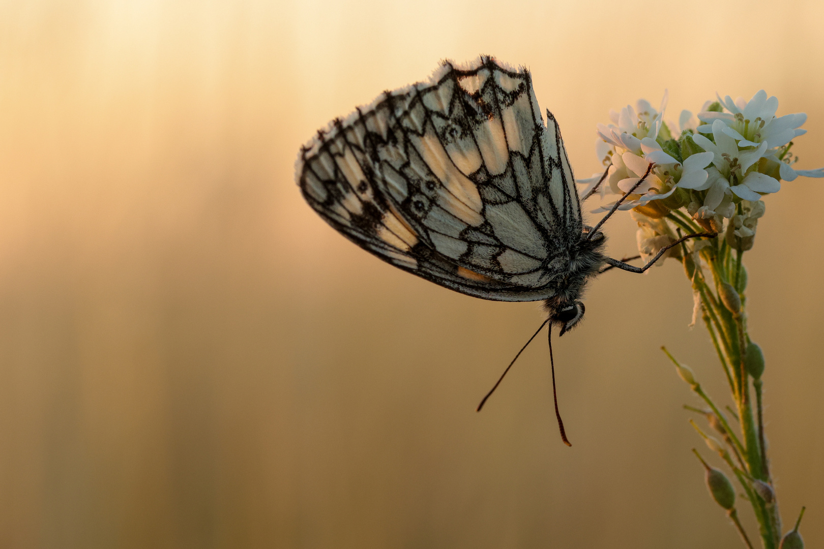 Schachbrett im Abendlicht