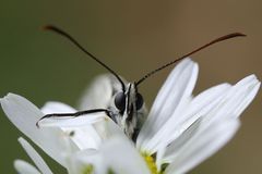 Schachbrett im Porträt