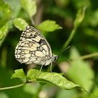 Schachbrett in den Lechauen