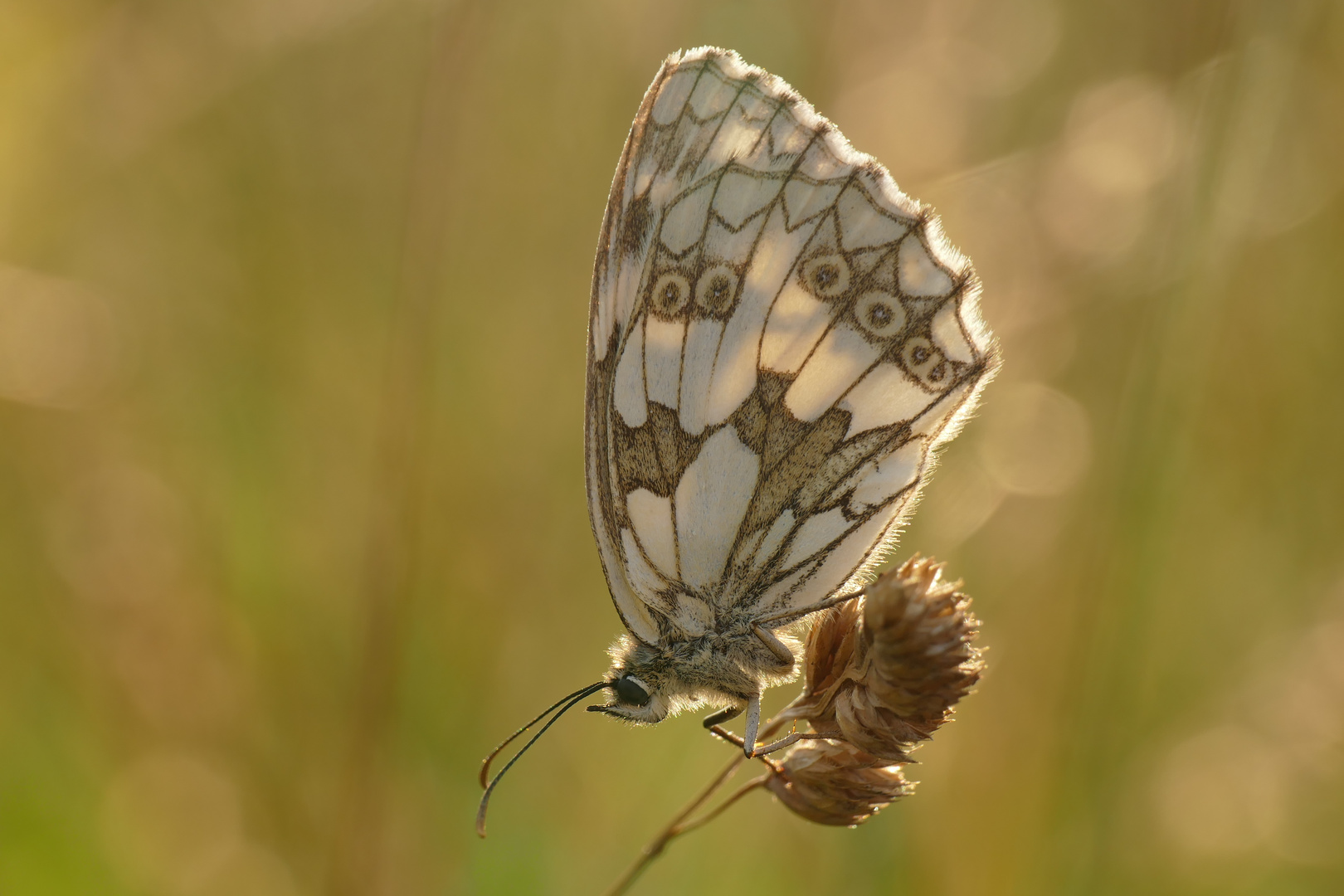 Schachbrett in der Abendsonne