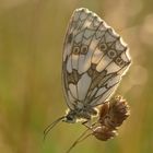 Schachbrett in der Abendsonne