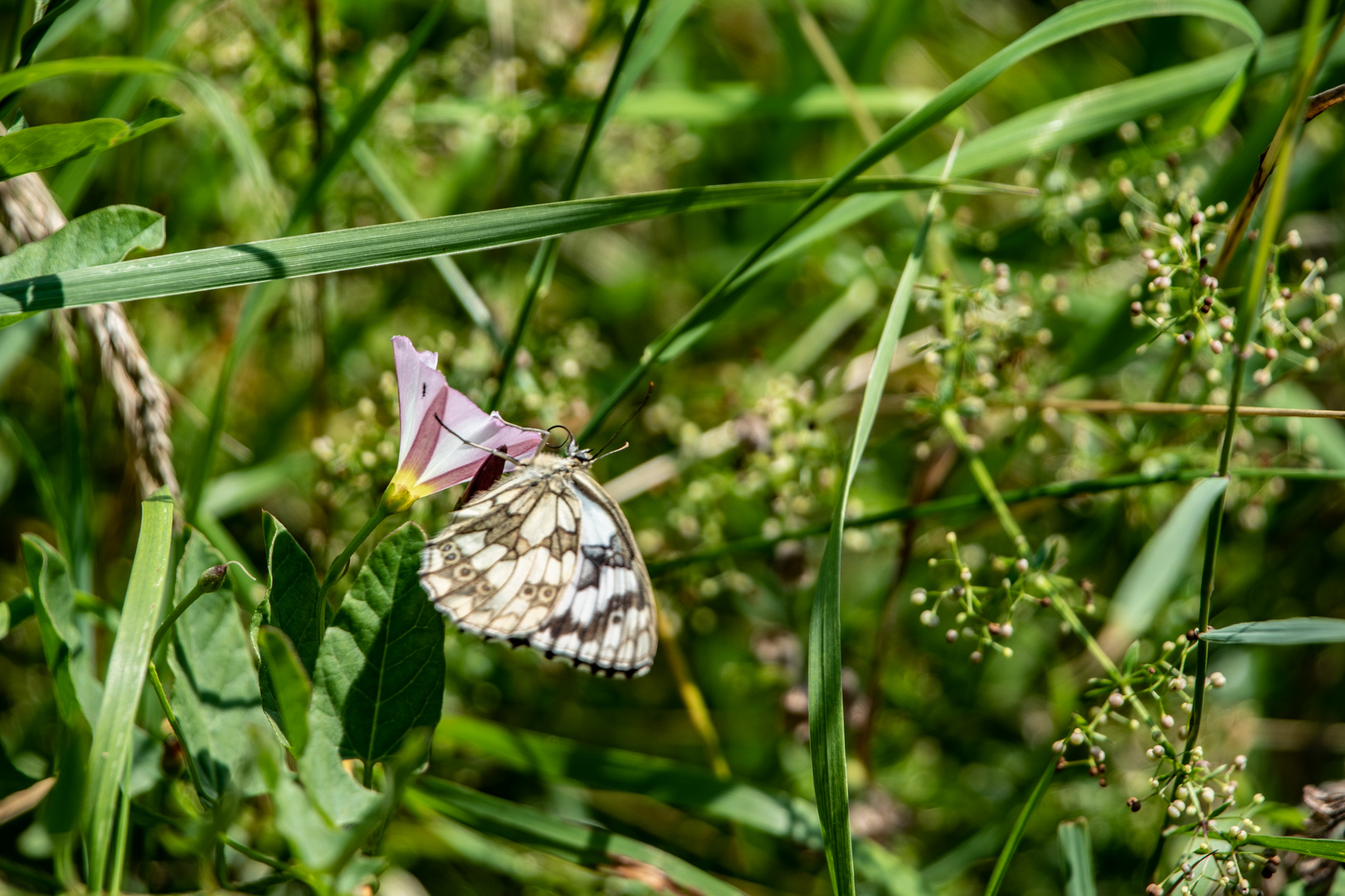 Schachbrett  in der Wiese