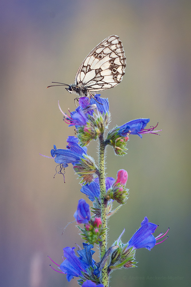 Schachbrett in der Wiese