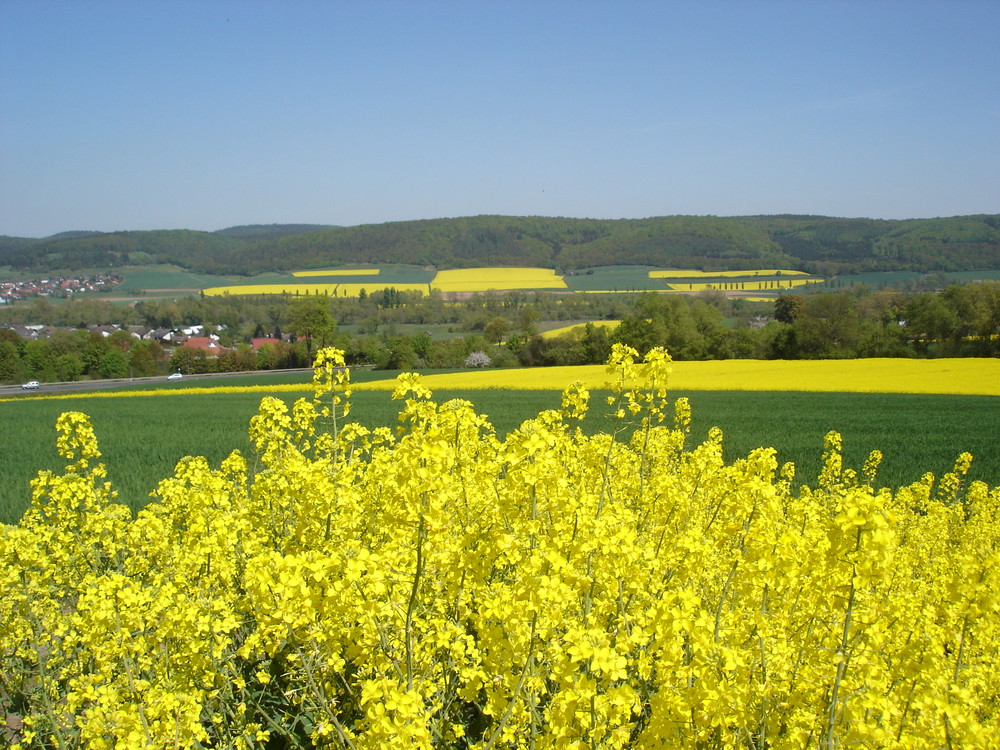 Schachbrett in gelb