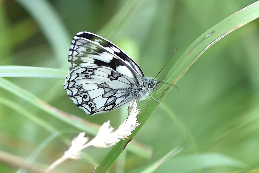 Schachbrett Männchen (Melanargia galathea)