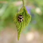 Schachbrett-Marienkäfer (Propylea quatuordecimpunctata)