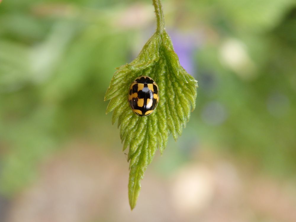 Schachbrett-Marienkäfer (Propylea quatuordecimpunctata)