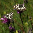 Schachbrett (Melanargia galanthea)