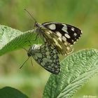 Schachbrett (Melanargia galanthea)....in Copula !