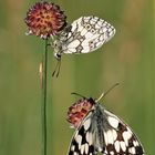 Schachbrett, (Melanargia galathea) 