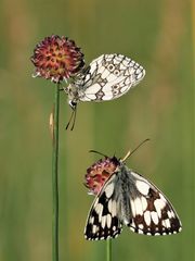 Schachbrett, (Melanargia galathea) 